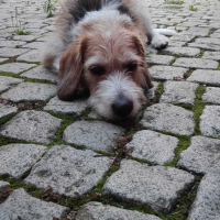 lola.alol