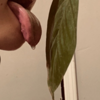 freaksunleafed