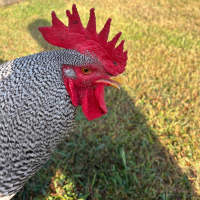 spottedcock1